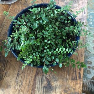 Meet your Posher, Gail